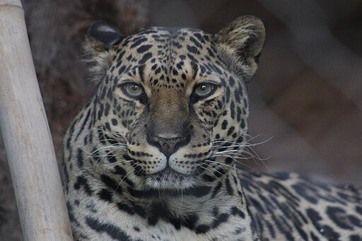 Secret Garden Leopard