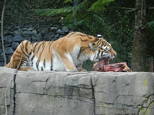 Tiger eating