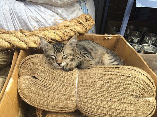 Cat Sleeping in Istanbul