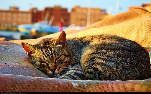 Sleeping Cat