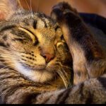 Sleeping Cat