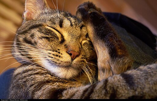Sleeping Cat