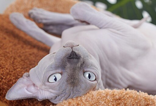 Sphynx Cat