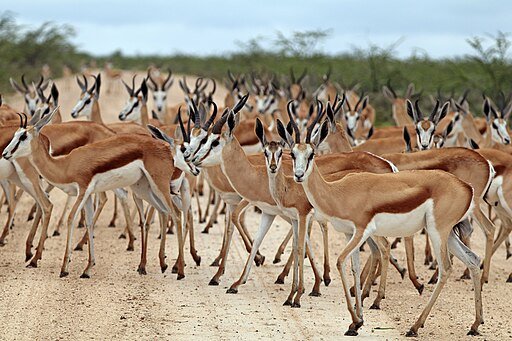 Springbok in the road.