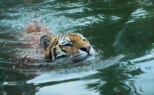 Tiger Swimming