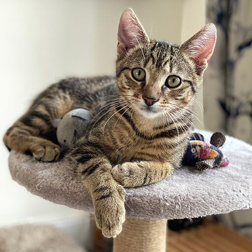 Tabby Cat with Toy Mouse