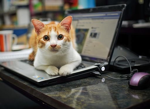Tabby Cat