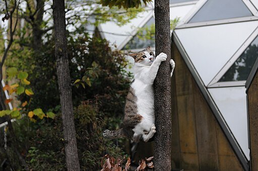 Tabby Cat Climbing
