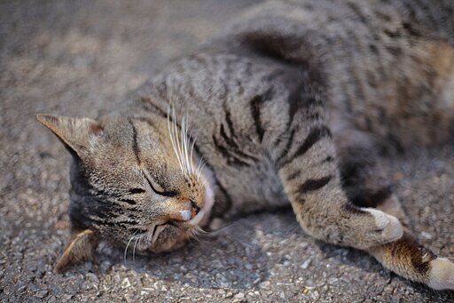 Cat Sleeping on the Street