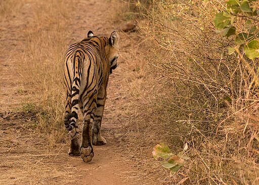 Tiger walking along the path