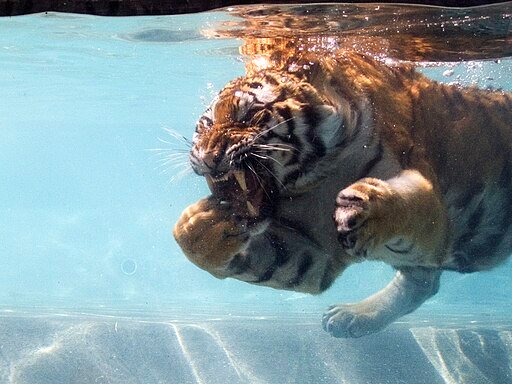 Tiger Snacking Underwater