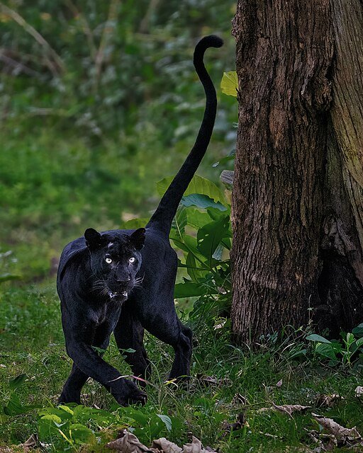 Black Panther