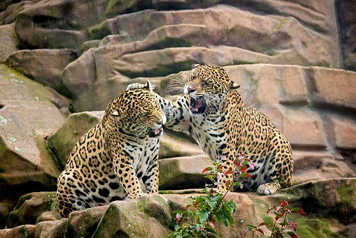 Two Jaguars Playing
