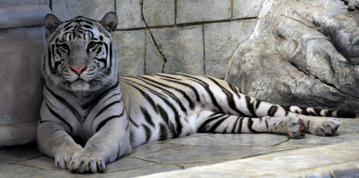 White Tiger