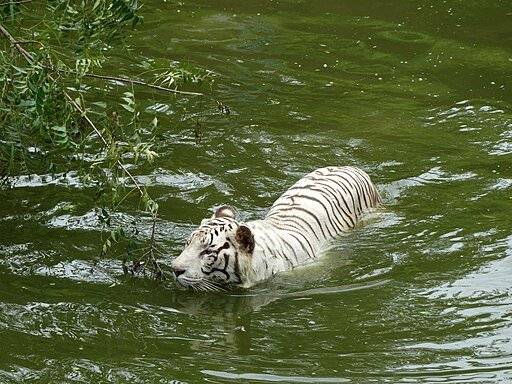 White Tiger Swimming
