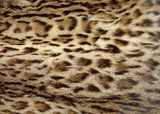 Wild Cat Vest