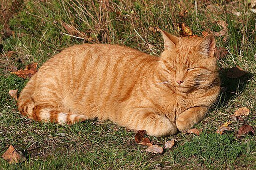 "Cathedral Mog", Louis the Wells Cathedral cat, October 23 2007