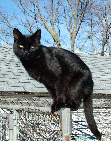 Black Cat Lilith
