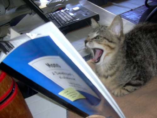 Cat with book