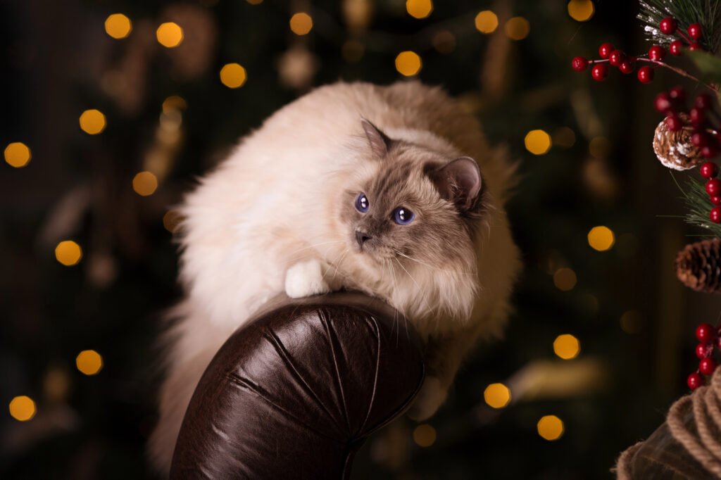 Cat. Christmans party, winter holidays cat with gift box.