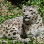 Snow leopard (Panthera uncia). Wildlife animal.