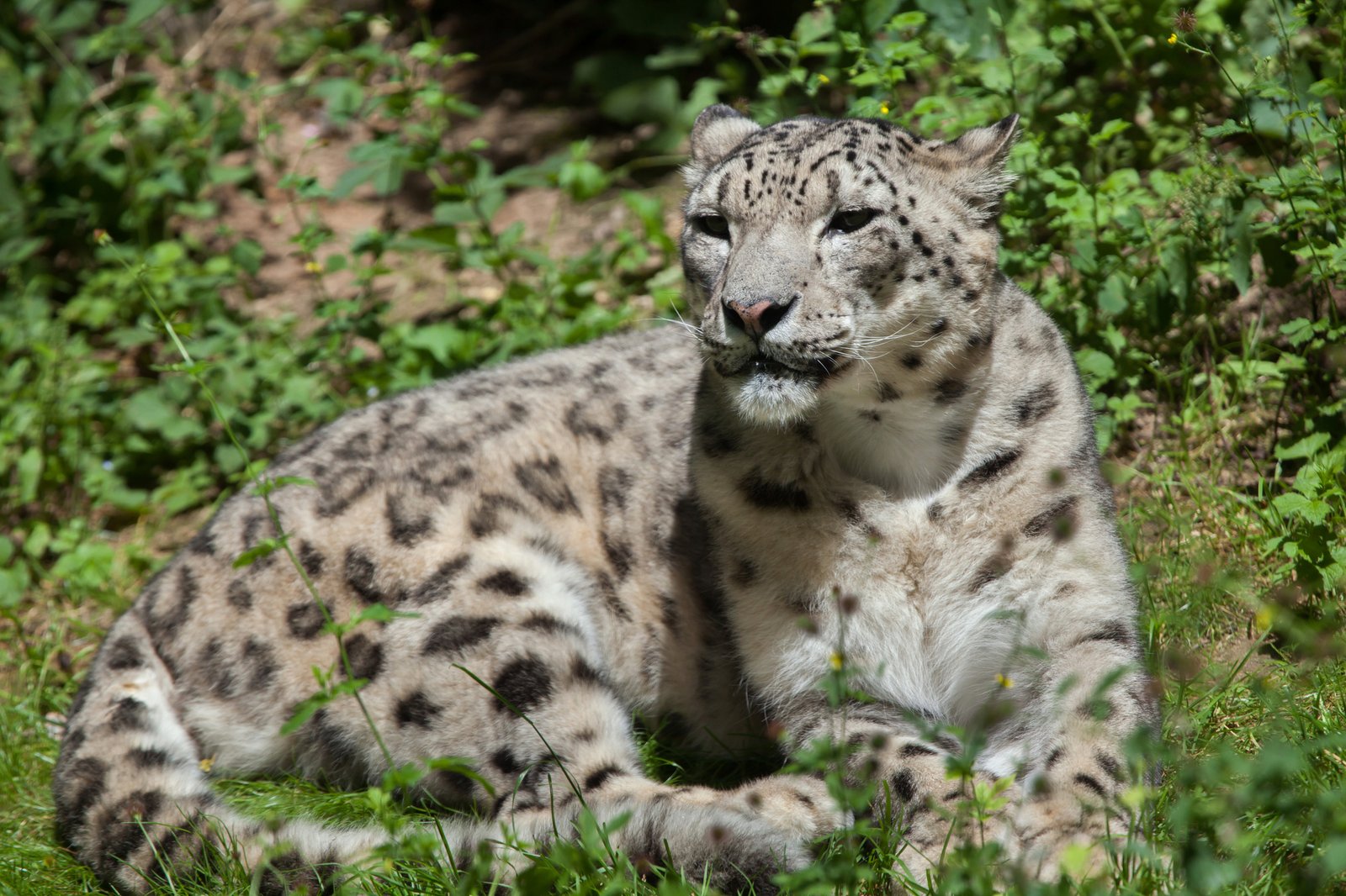 Snow leopard (Panthera uncia). Wildlife animal.