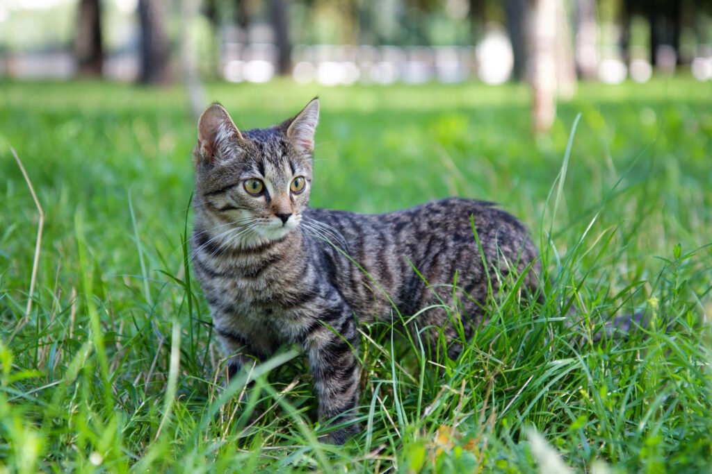 cat