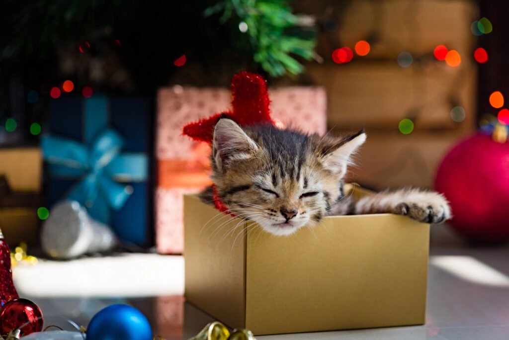 Cute kitten in christmas.