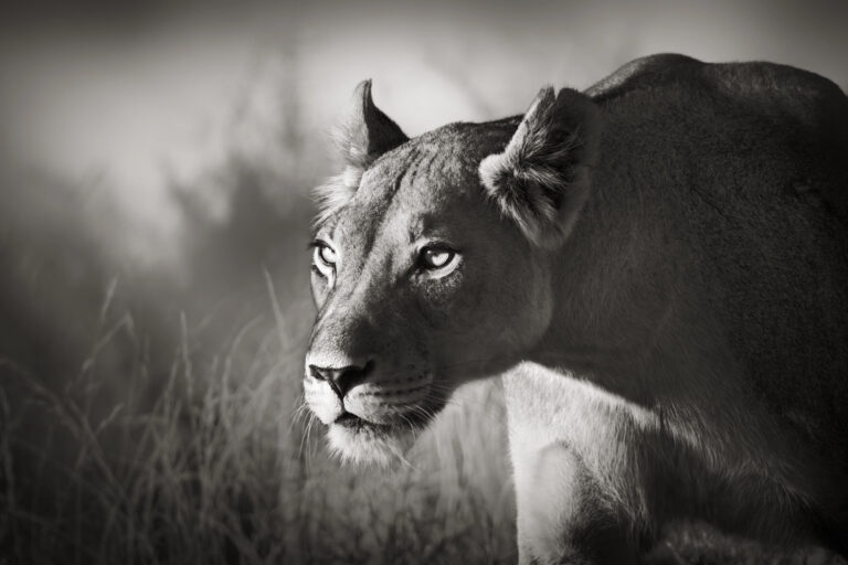 How Lions Became the Kings of the Jungle in Popular Culture