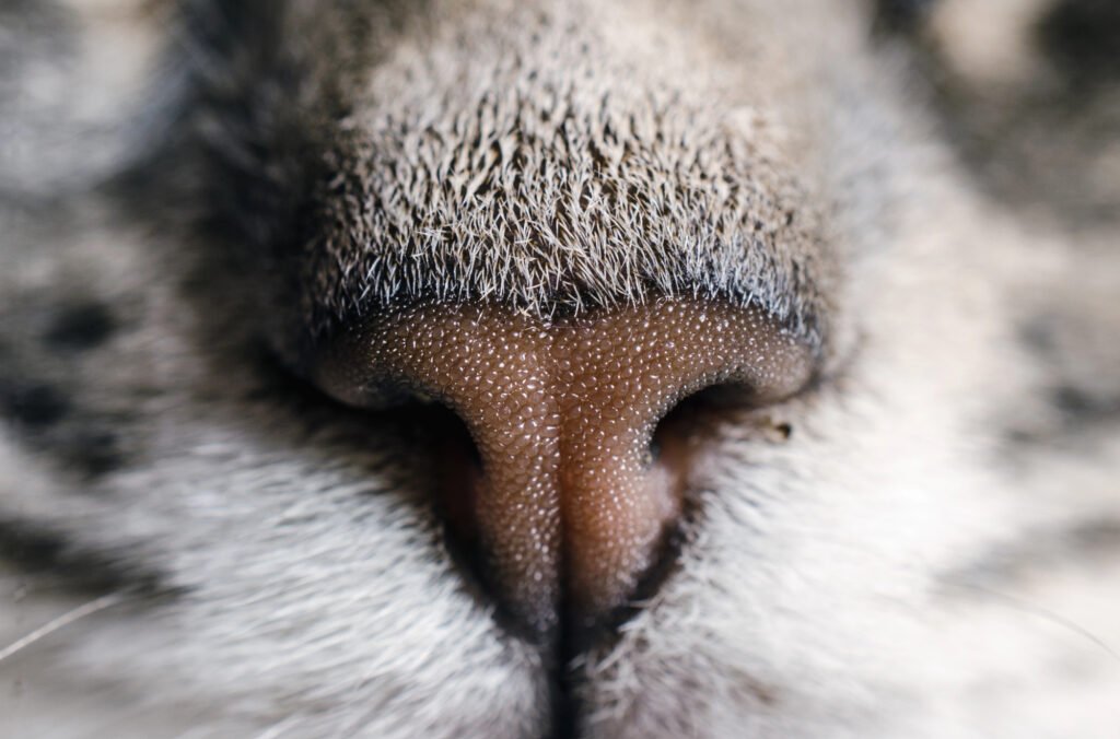 Cat's Nose
