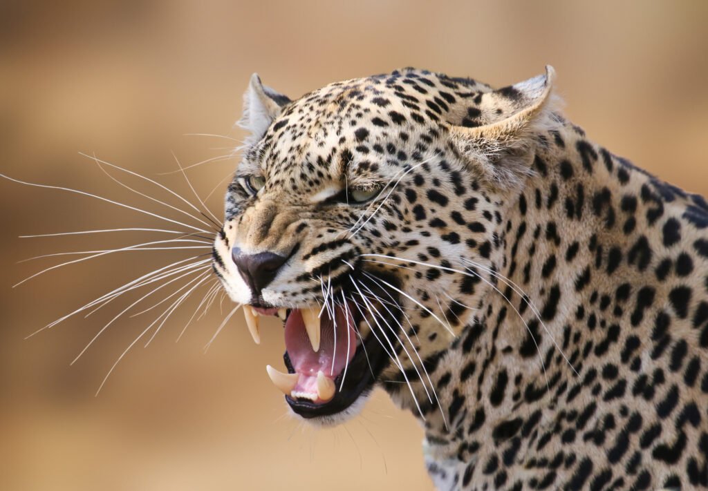 Big cat