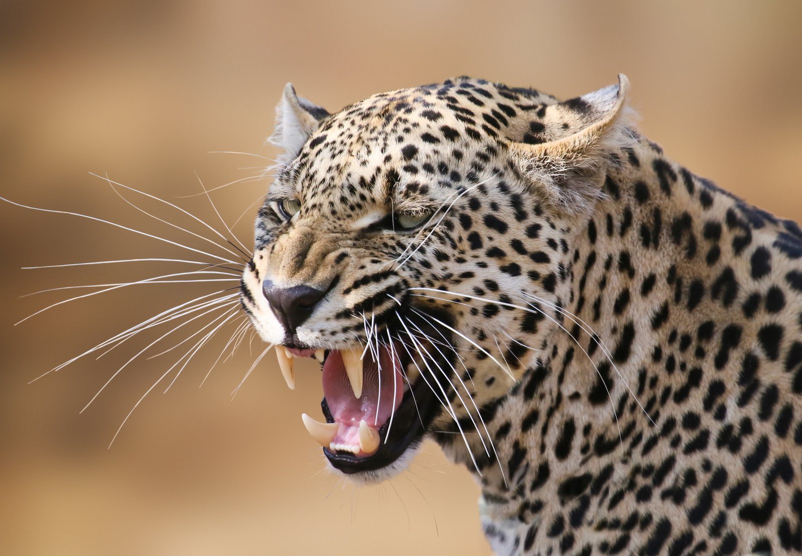 Big cat