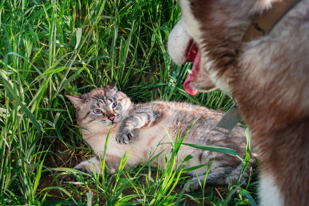 Cats and Dogs