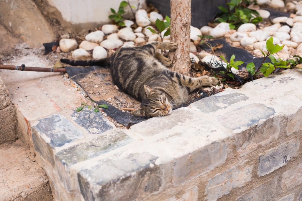 Concept of homeless animals - Cute cat outdoors