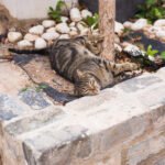 Concept of homeless animals - Cute cat outdoors