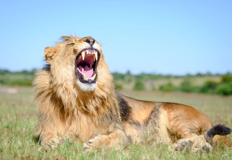 big cats