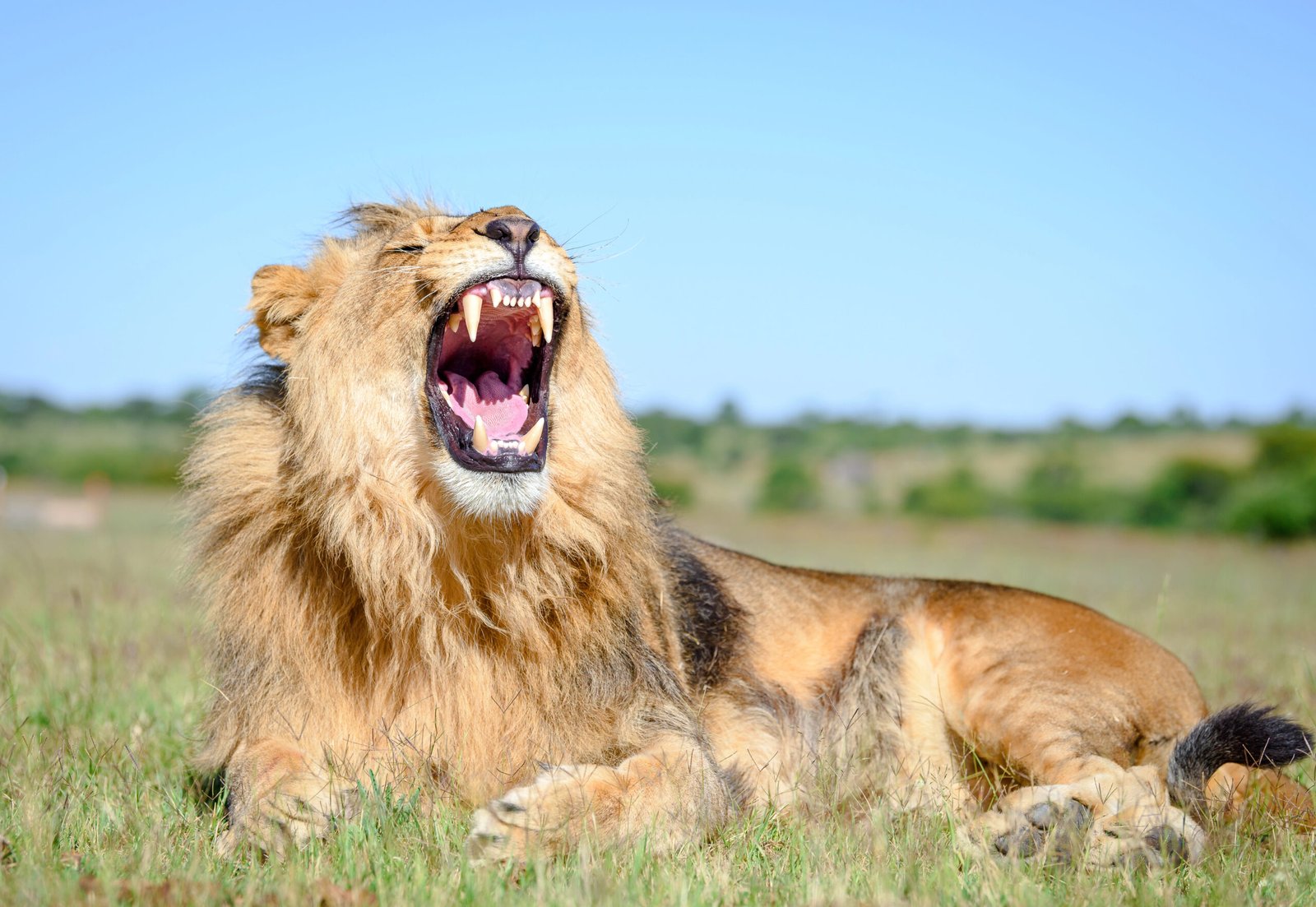 big cats