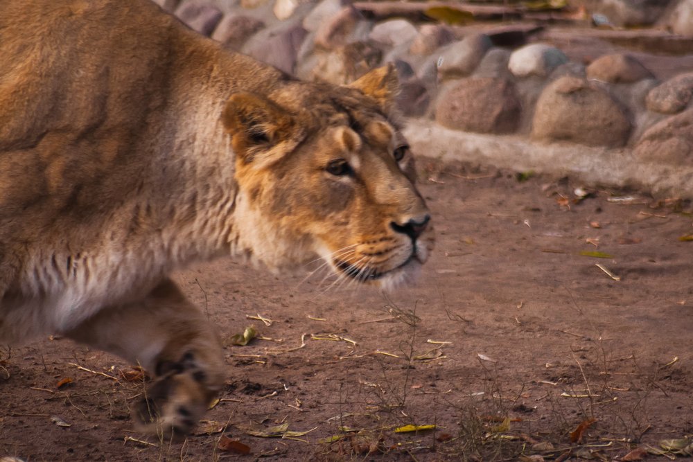 The lioness is preparing to jump, a strong figure. The lioness is a strong and beautiful animal, demonstrates emotions.