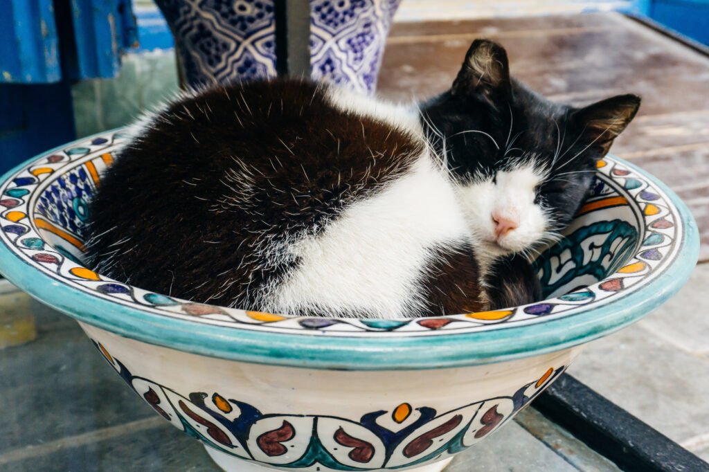 Street Kitty (cat) on the streets of Marrakesh and Essaouira in Morocco in the fishing port and medina near the colored wall. Postcard, travel concept