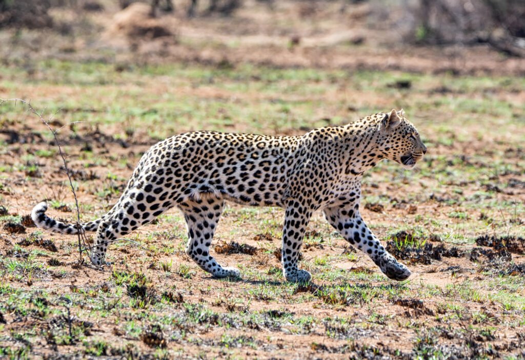 A male Leopard in Southern African savanna