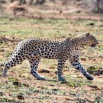A male Leopard in Southern African savanna