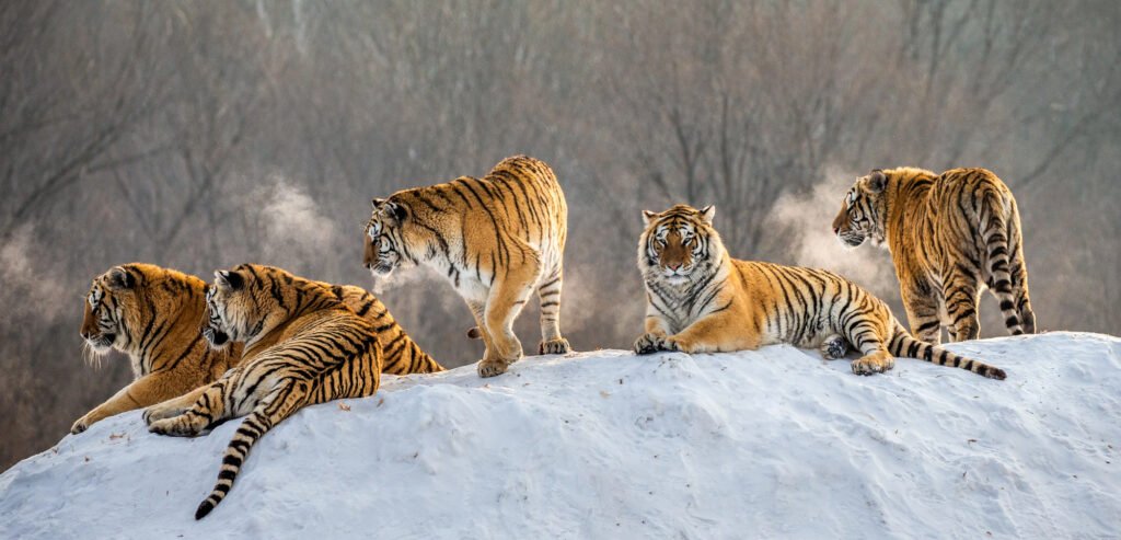 Siberian tigers lying on snowy hill of winter forest, Siberian Tiger Park