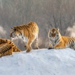 Siberian tigers lying on snowy hill of winter forest, Siberian Tiger Park