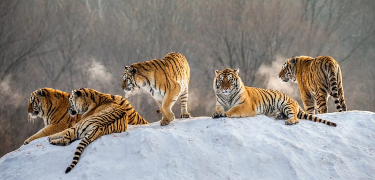 Siberian tigers lying on snowy hill of winter forest, Siberian Tiger Park