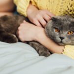 Partial view of young woman holding scottish fold cat at home