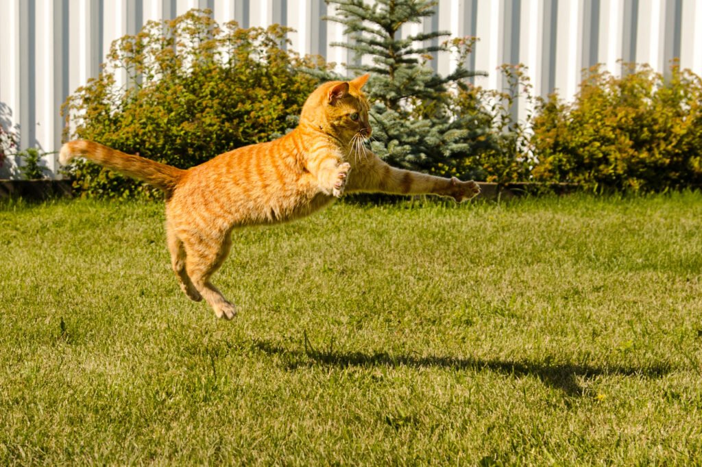 Ginger cat jumping on a green grass background.