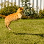 Ginger cat jumping on a green grass background.