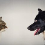 The eternal duel between dog and cat for the title of the best pet. Kitten vs puppy rivalry, standing one in front another, isolated on grey wall. Leadership competition, opposition concept.