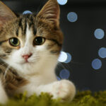 Cat on Christmas garland background —