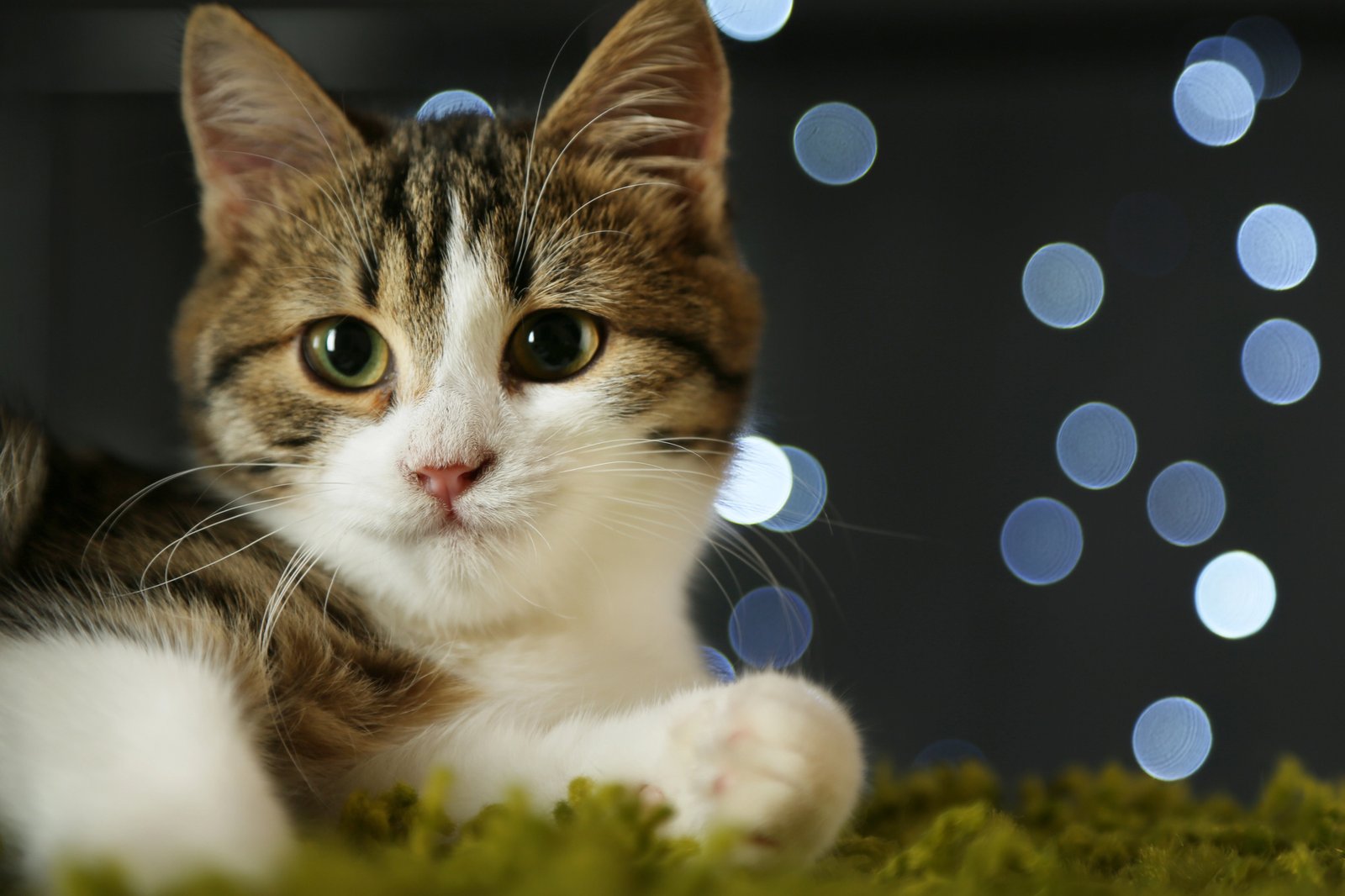 Cat on Christmas garland background —